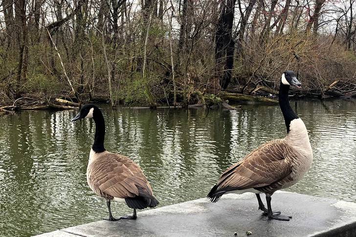 A photo of two geese in Prospect park